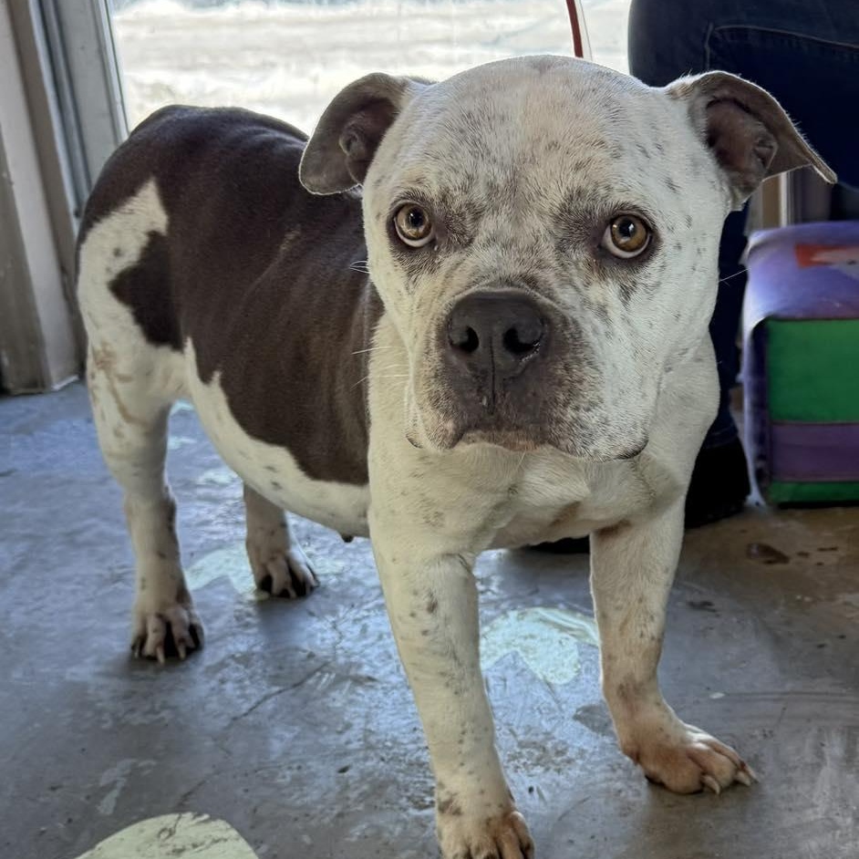 Zucchini, adoptable, Adult Female American Bully.