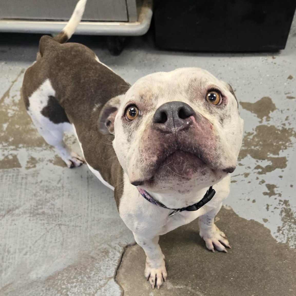 Enlarge Zucchini, an adoptable mixed breed in Martinsville, IN image 2/4