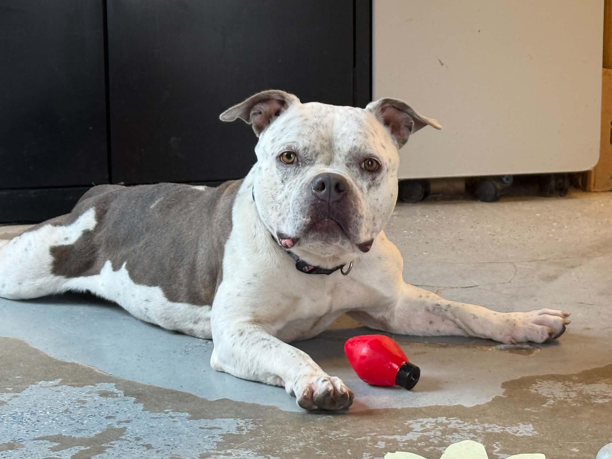Enlarge Zucchini, an adoptable mixed breed in Martinsville, IN image 1/6