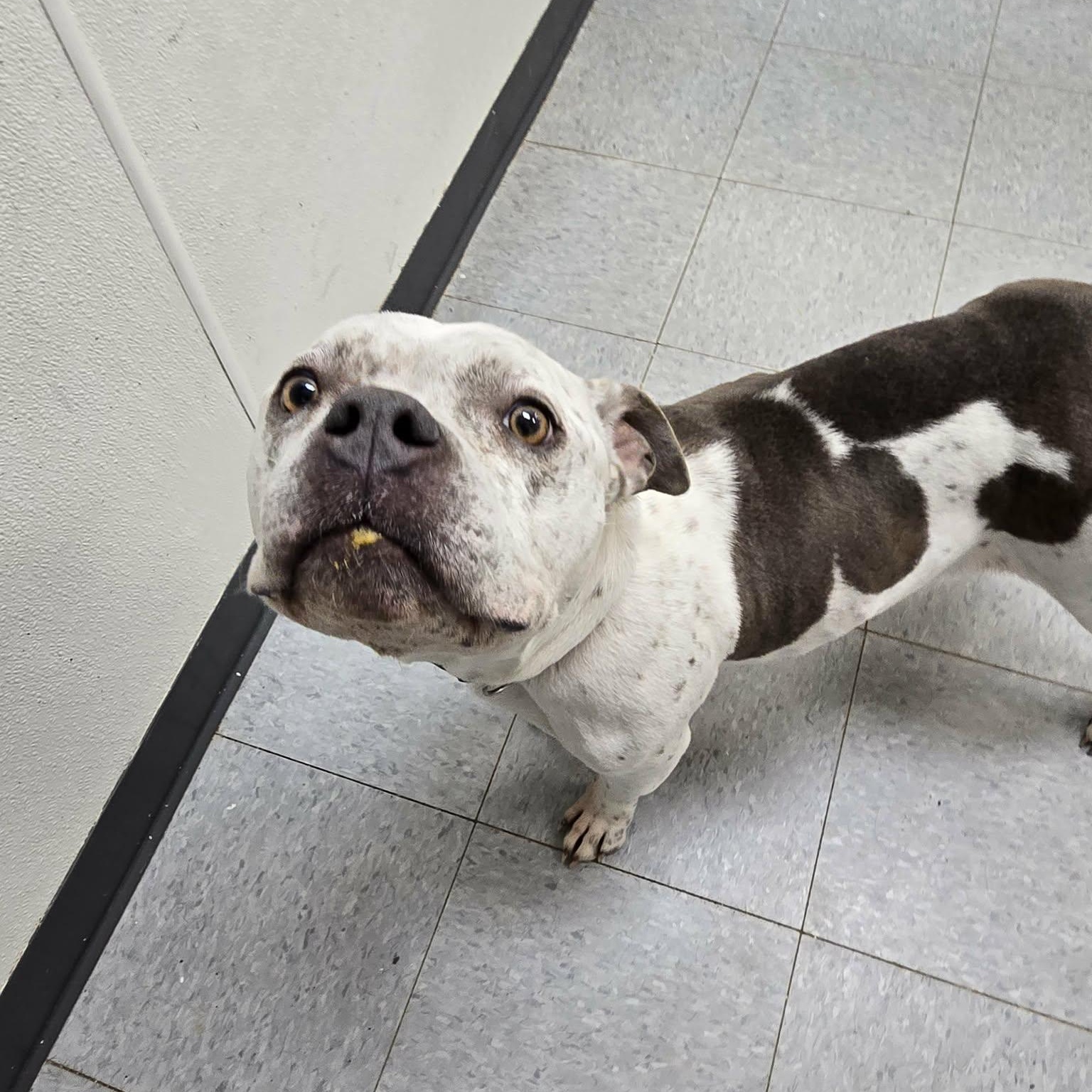 Enlarge Zucchini, an adoptable mixed breed in Martinsville, IN image 2/3
