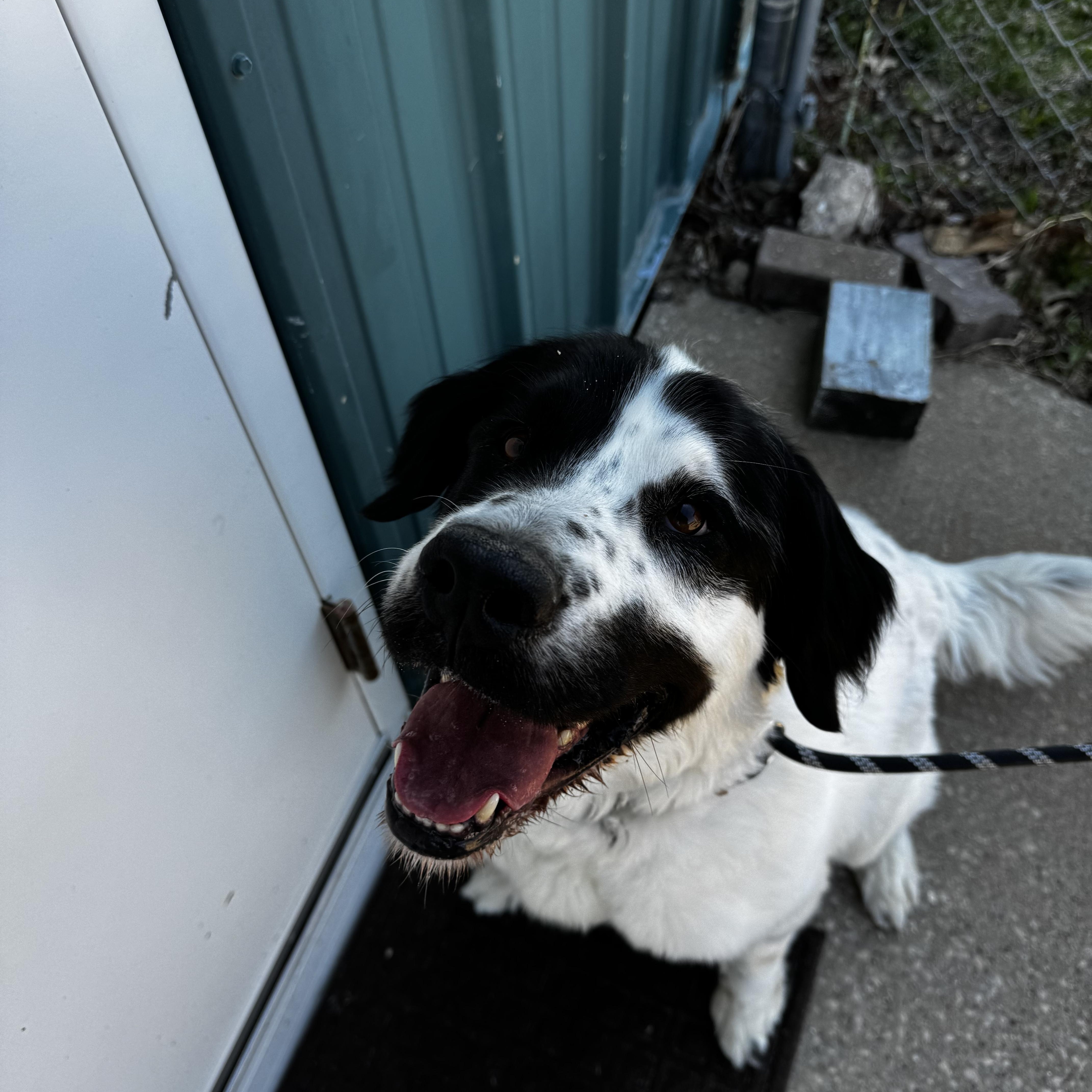 Enlarge Beau, a ADOPTABLE Saint Bernard in Dodgeville, WI image 3/4