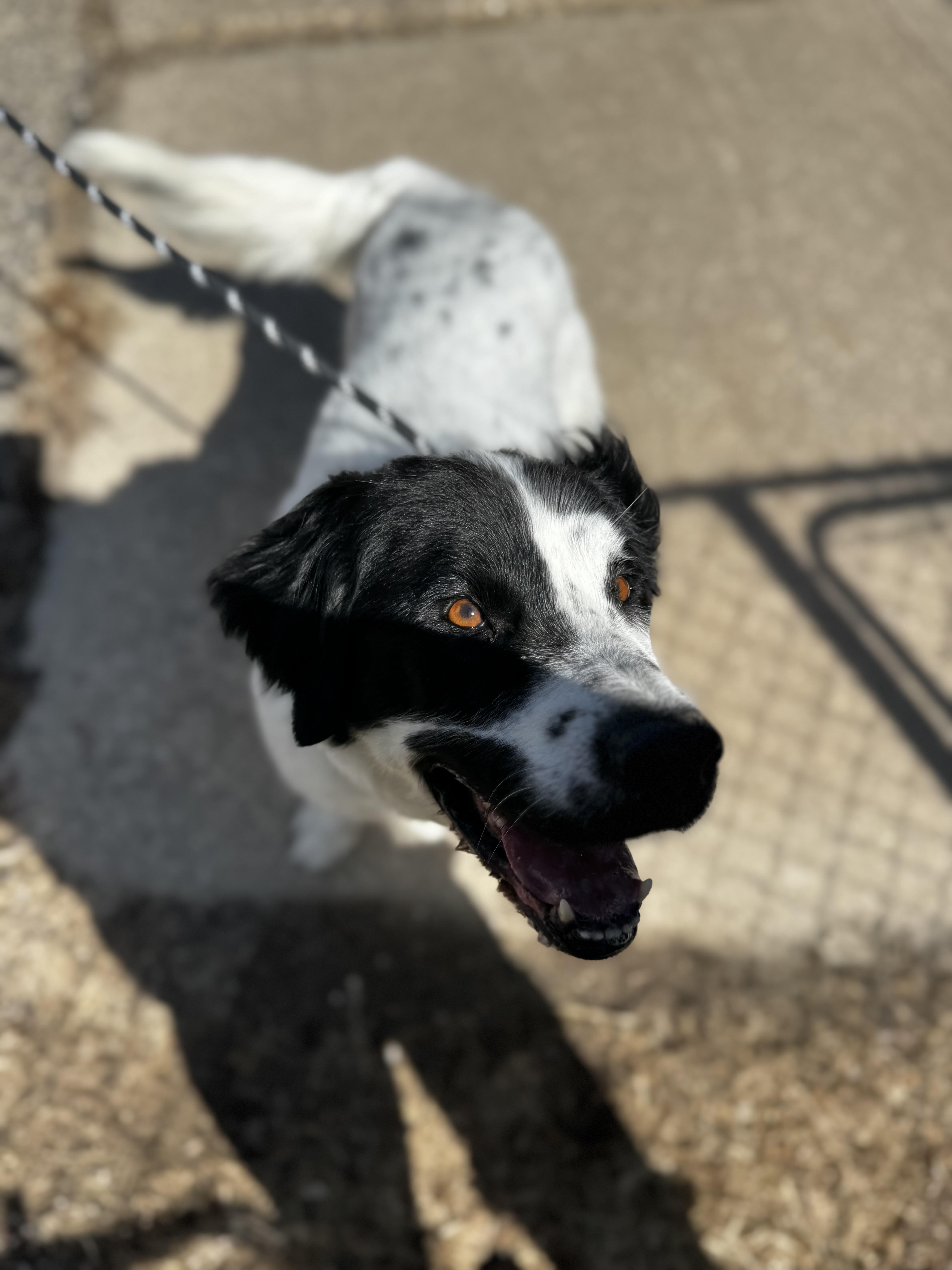 Beau, ADOPTABLE, Adult Male Saint Bernard.