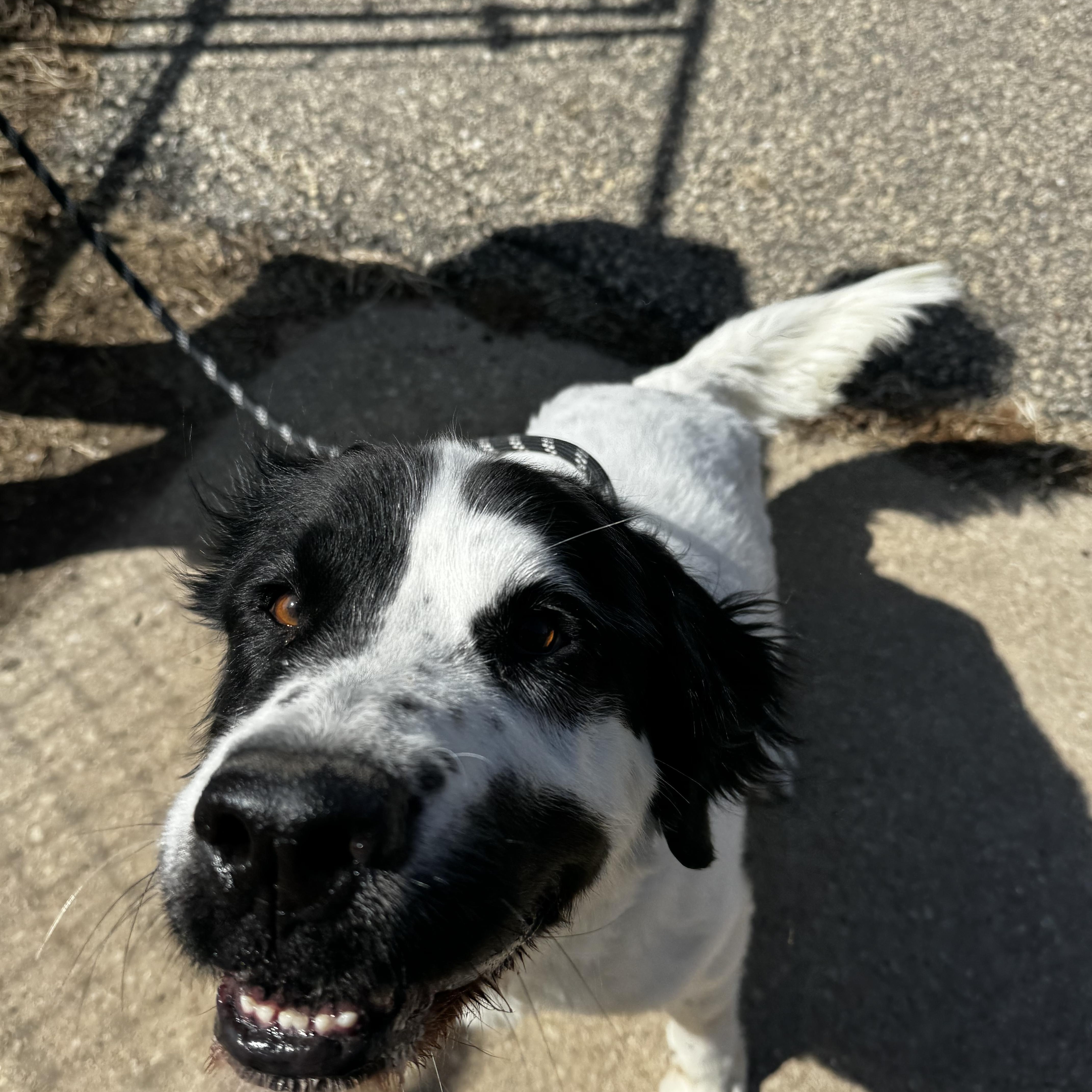 Enlarge Beau, a ADOPTABLE Saint Bernard in Dodgeville, WI image 4/4