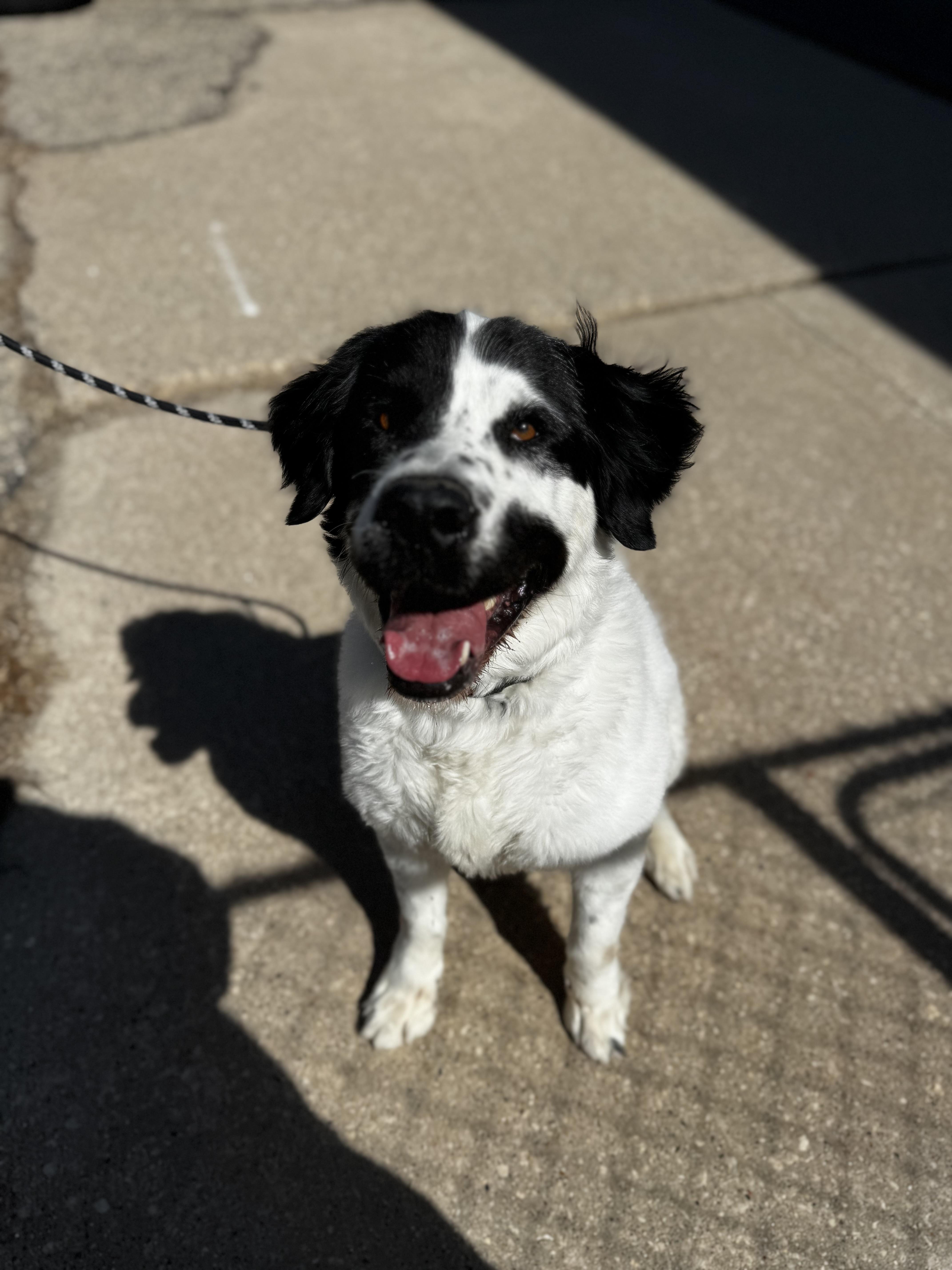 Enlarge Beau, a ADOPTABLE Saint Bernard in Dodgeville, WI image 2/4