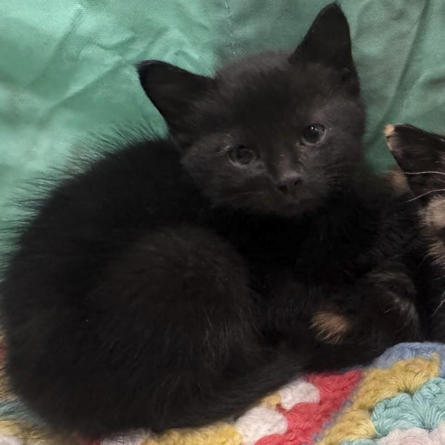 Enlarge Charlene, a Adoptable Domestic Short Hair in Dickinson, ND image 1/1