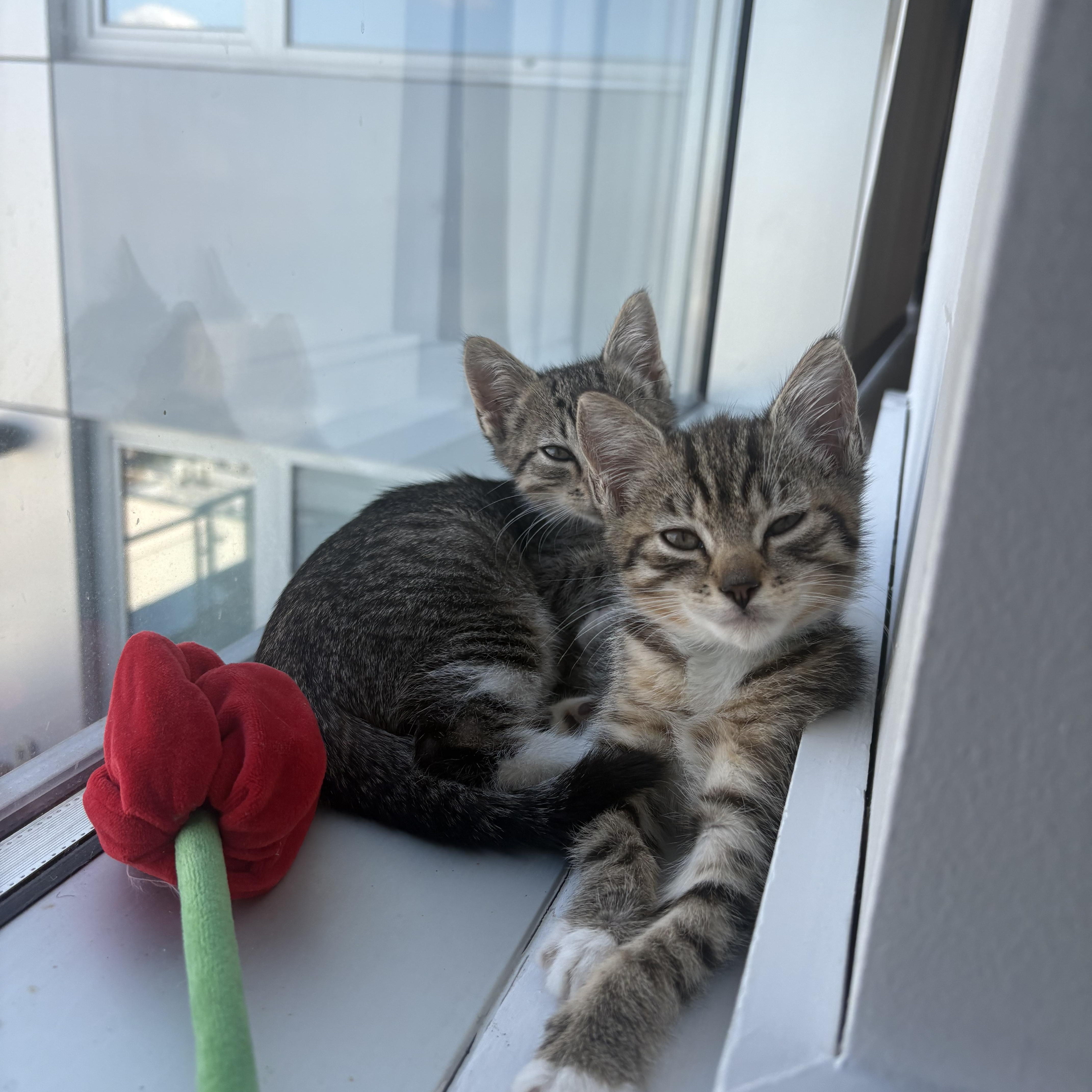 Enlarge U-turn and Merge, a Adoptable mixed breed in Brooklyn, NY image 2/6