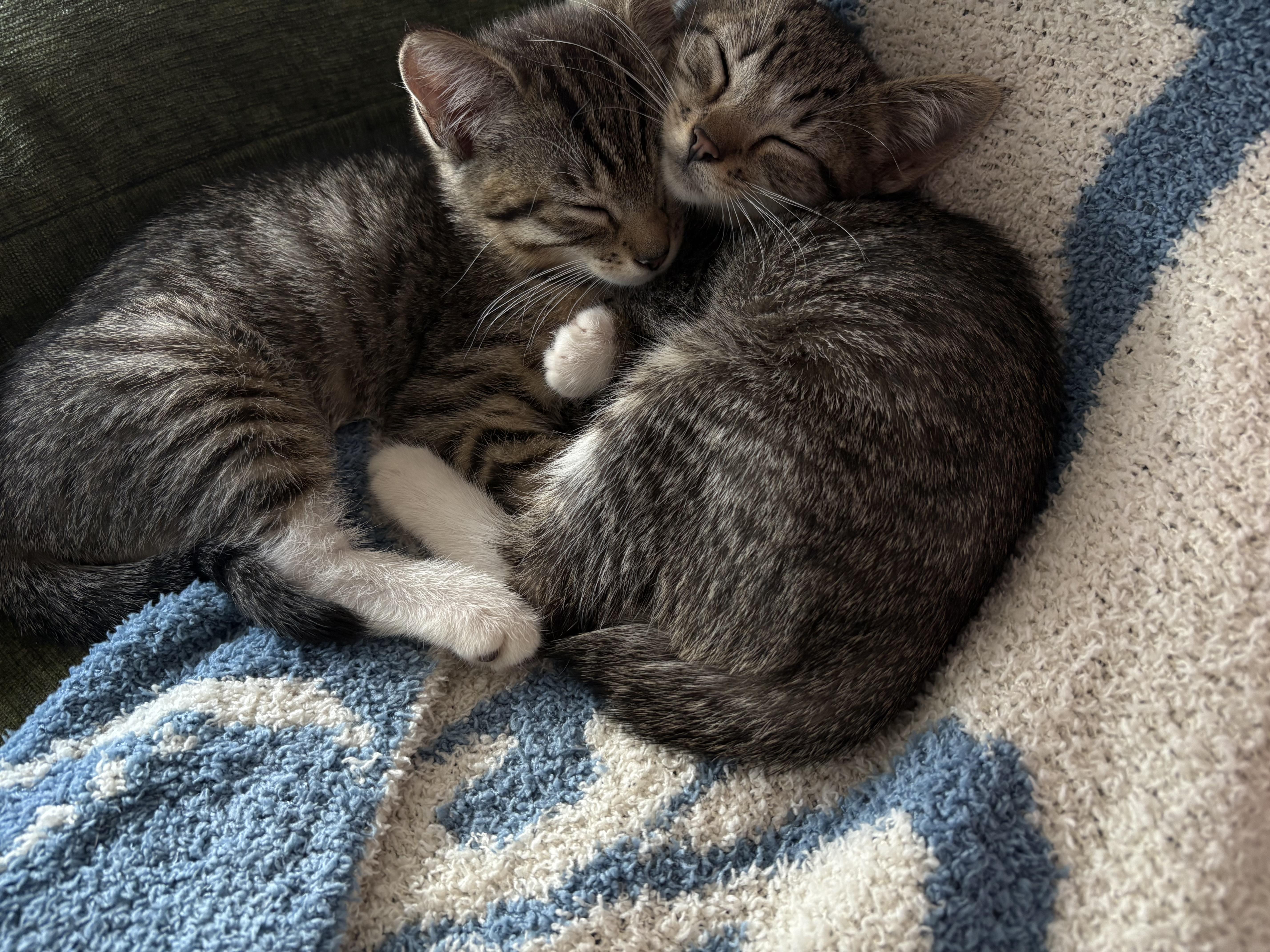 Enlarge U-turn and Merge, a Adoptable mixed breed in Brooklyn, NY image 3/6