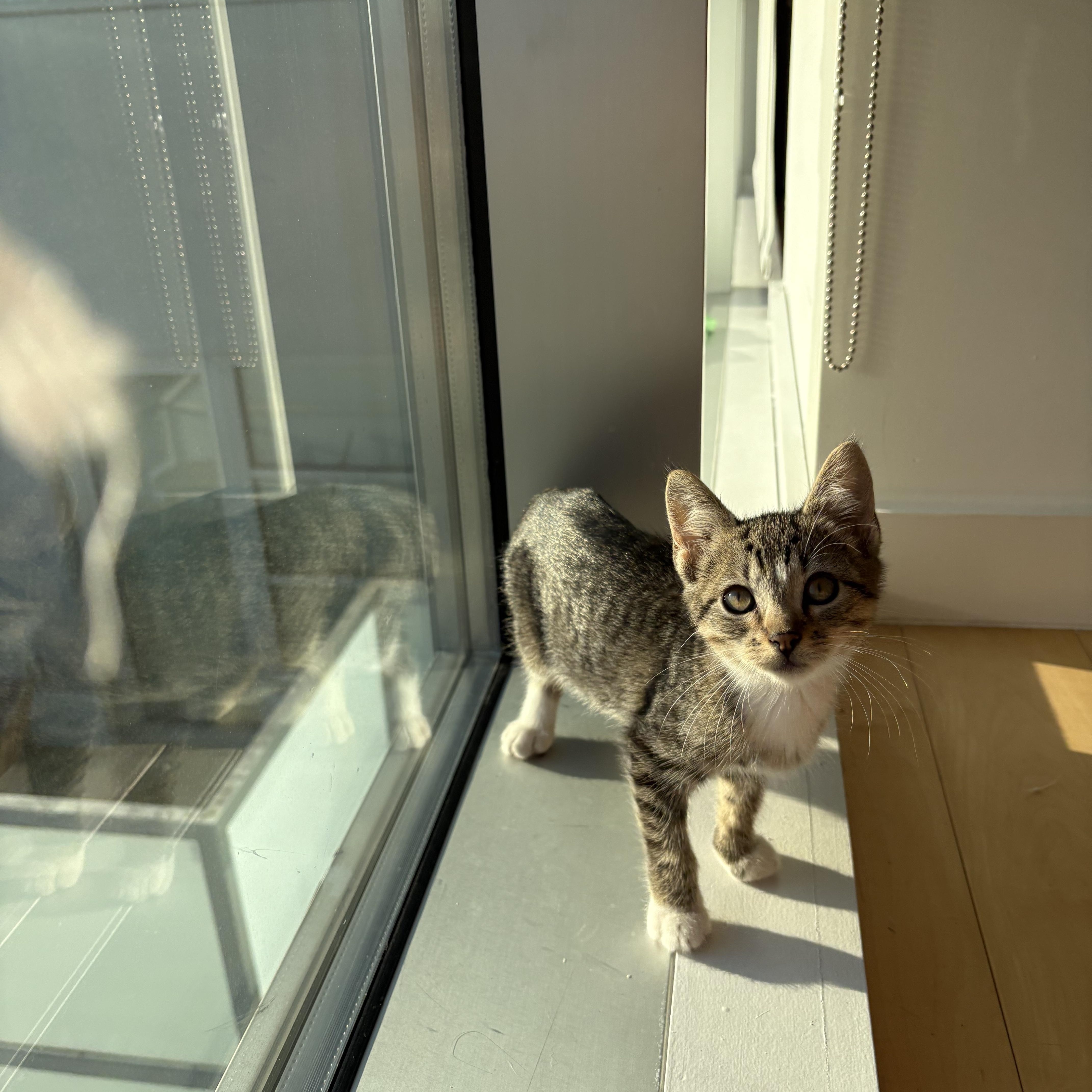 Enlarge U-turn and Merge, a Adoptable mixed breed in Brooklyn, NY image 4/6