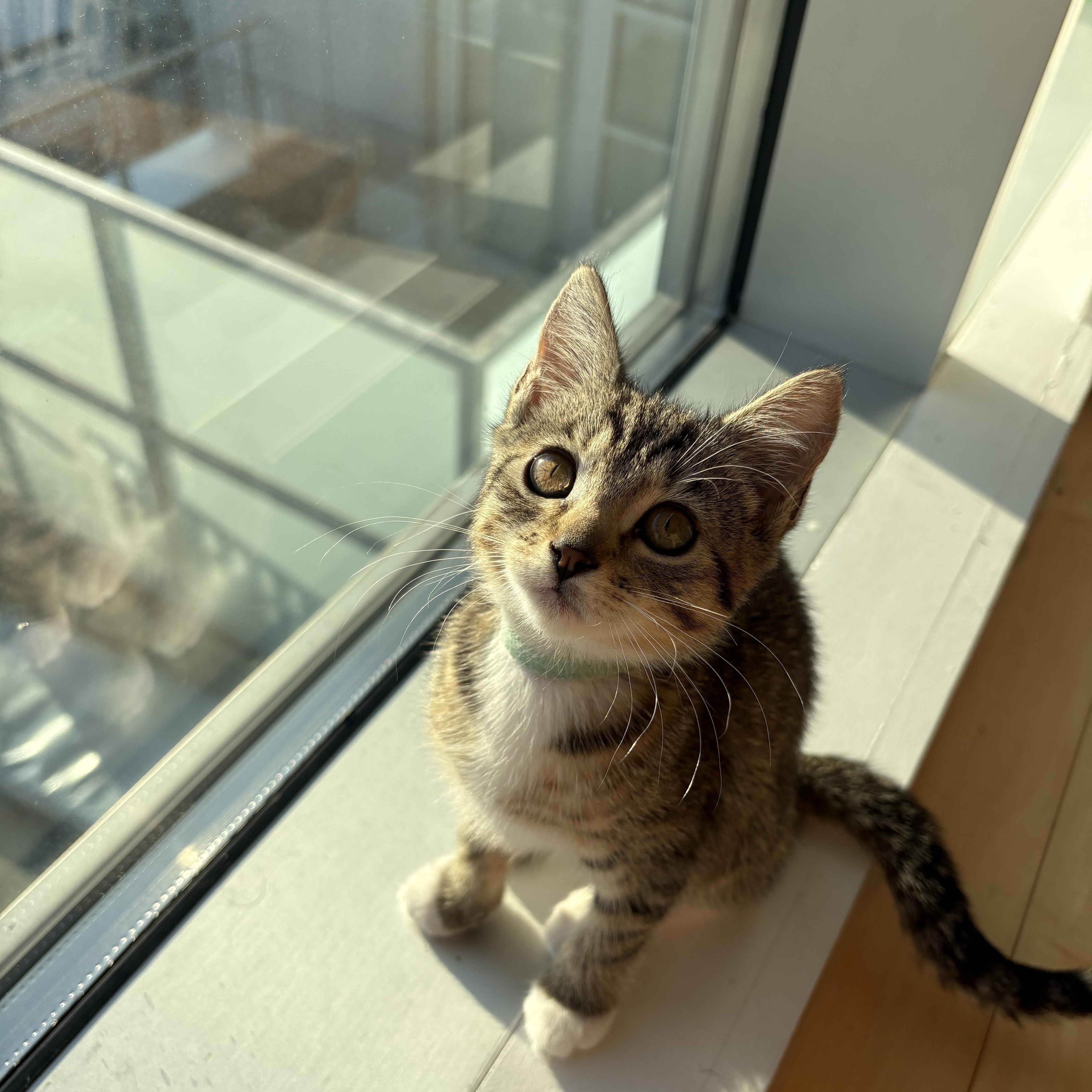 U-turn and Merge, Adoptable, Kitten Female Domestic Short Hair & Ocicat.