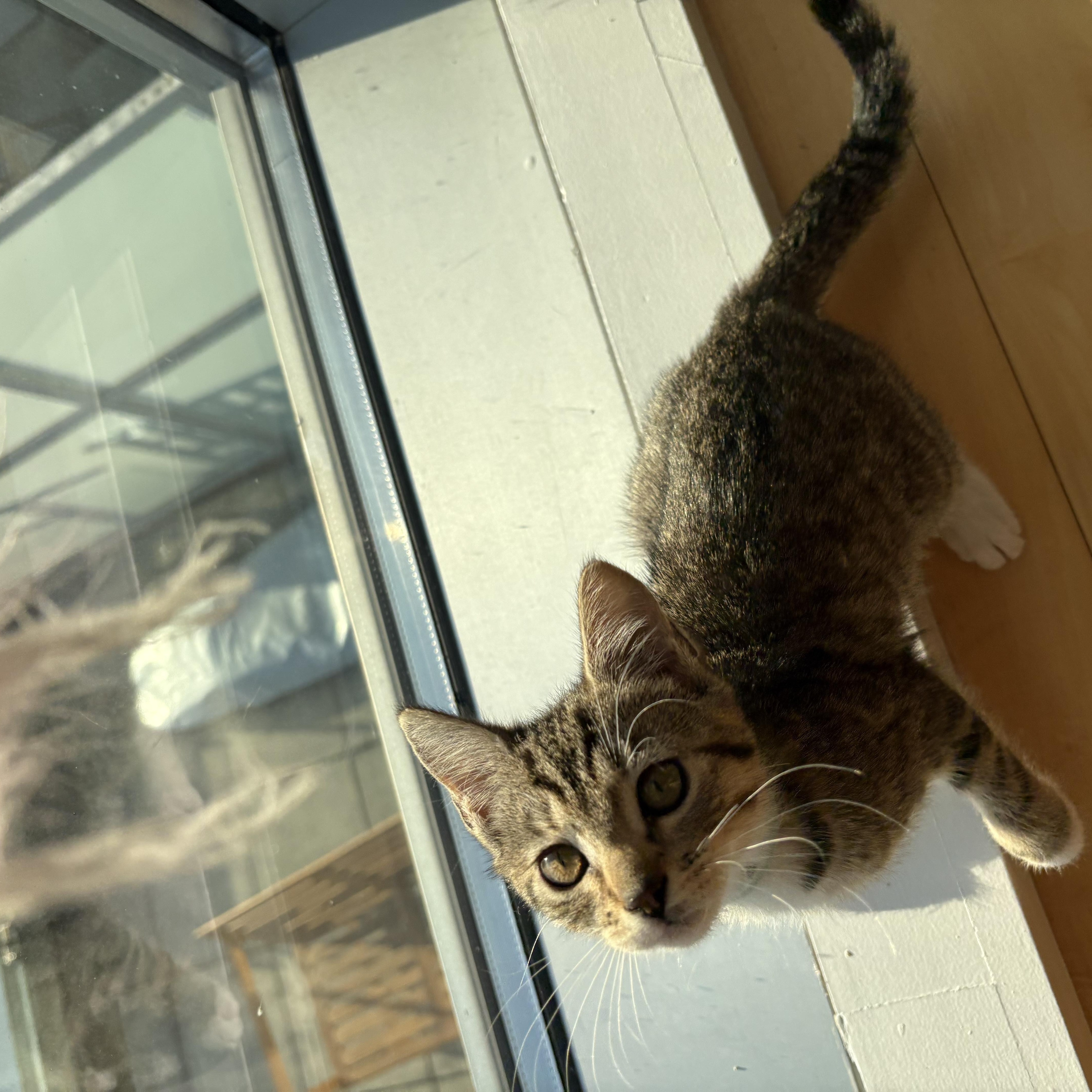 Enlarge U-turn and Merge, a Adoptable mixed breed in Brooklyn, NY image 5/6