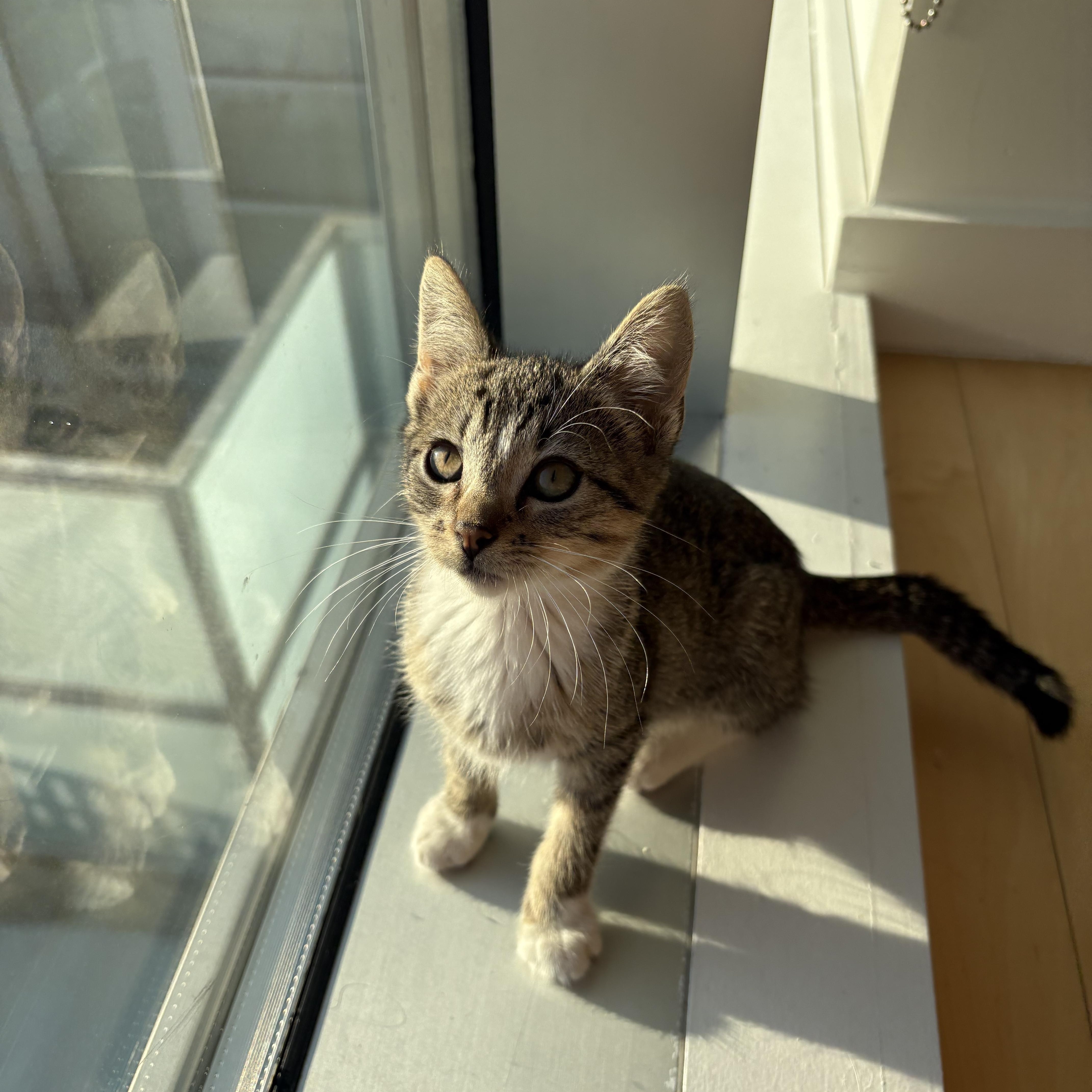 Enlarge U-turn and Merge, a Adoptable mixed breed in Brooklyn, NY image 6/6