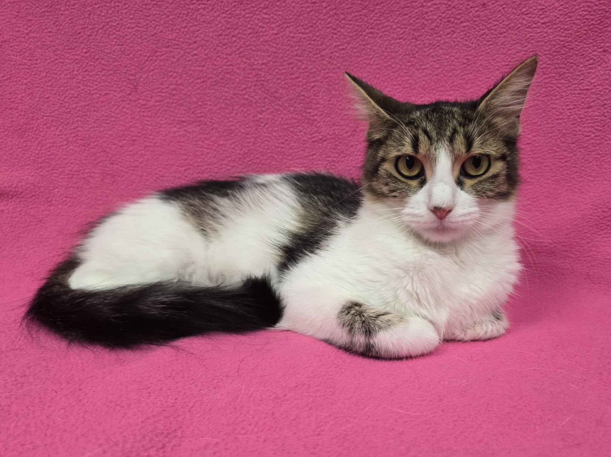 Enlarge Rousey, a Adoptable Domestic Short Hair in Frankfort, IN image 1/3