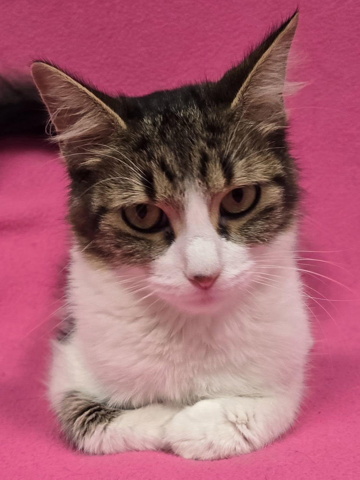 Enlarge Rousey, a Adoptable Domestic Short Hair in Frankfort, IN image 2/3