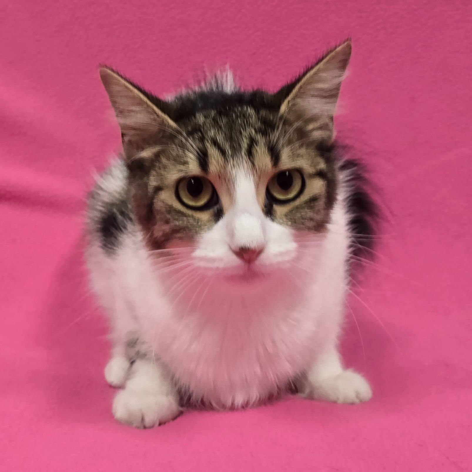 Enlarge Rousey, a Adoptable Domestic Short Hair in Frankfort, IN image 3/3