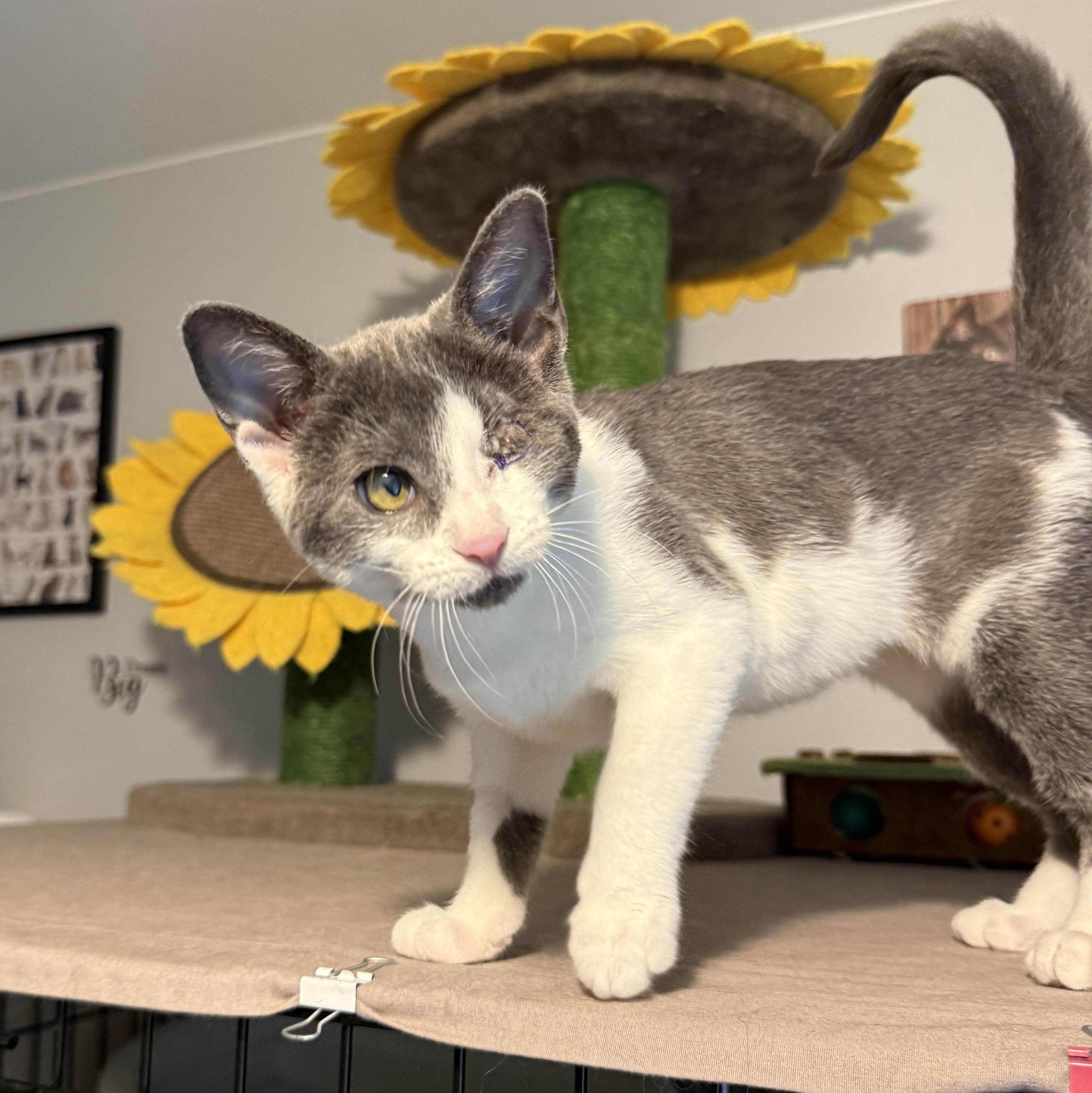 Liliana - SO Affectionate, Adoptable, Kitten Female Domestic Short Hair.