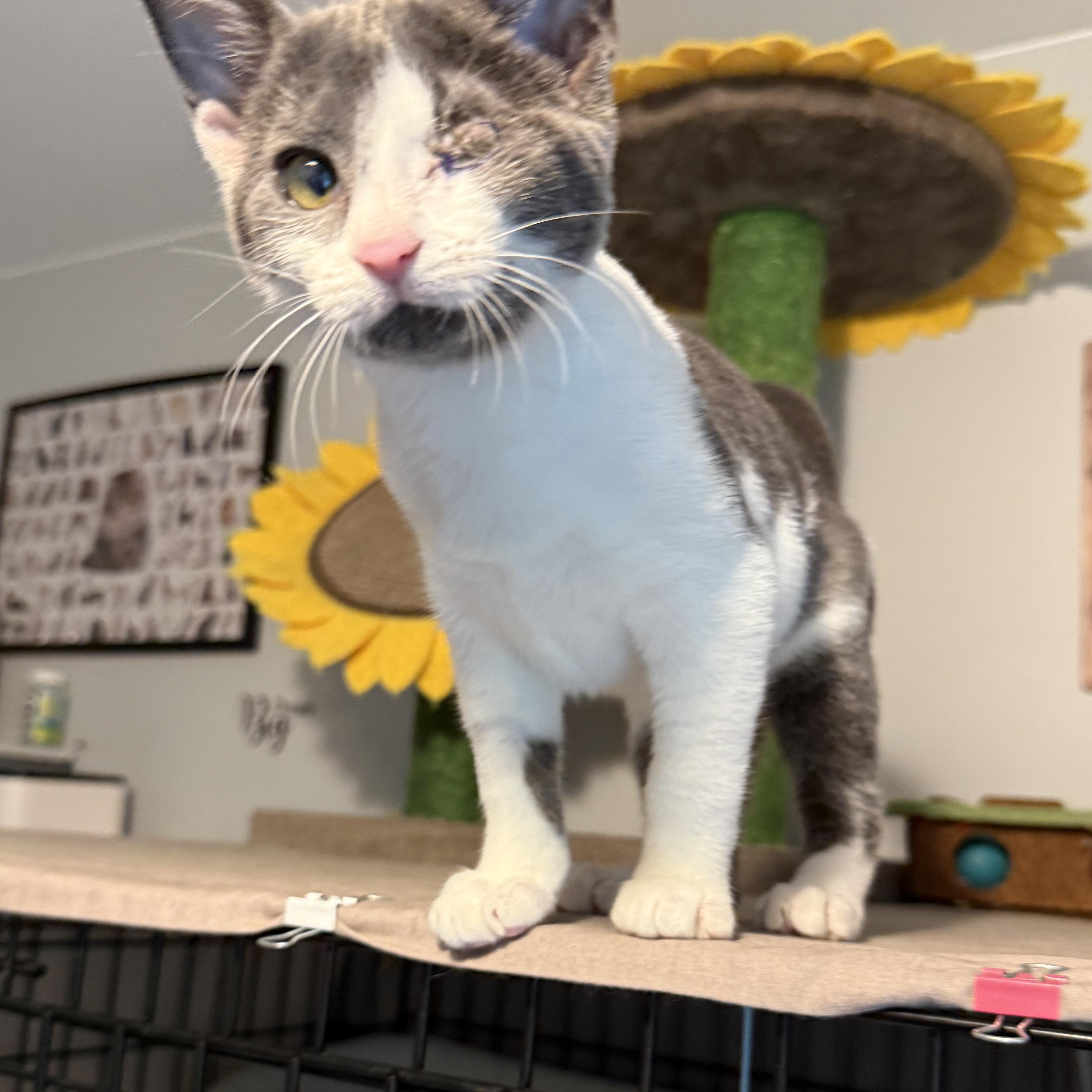 Enlarge Liliana - SO Affectionate, a Adoptable Domestic Short Hair in South Lyon, MI image 3/6