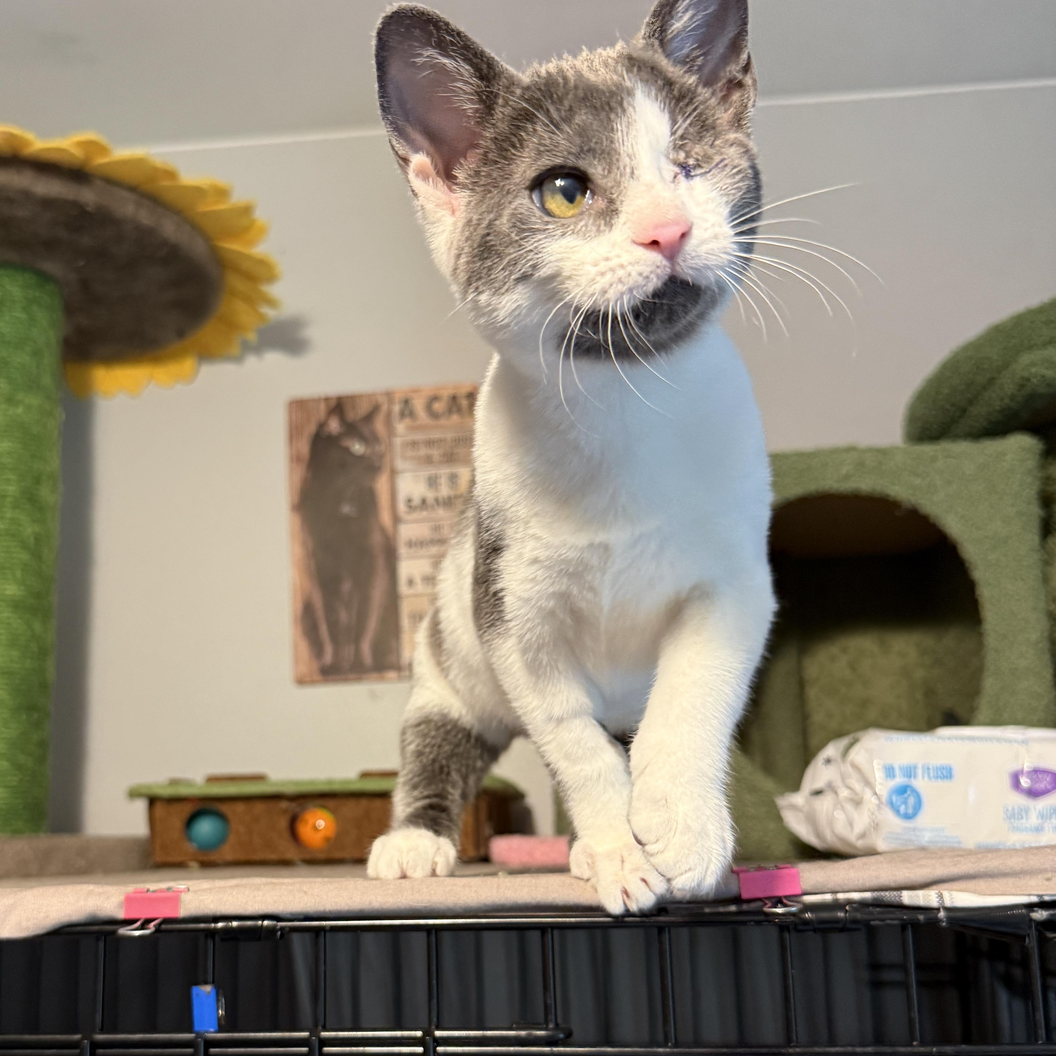 Enlarge Liliana - SO Affectionate, a Adoptable Domestic Short Hair in South Lyon, MI image 6/6