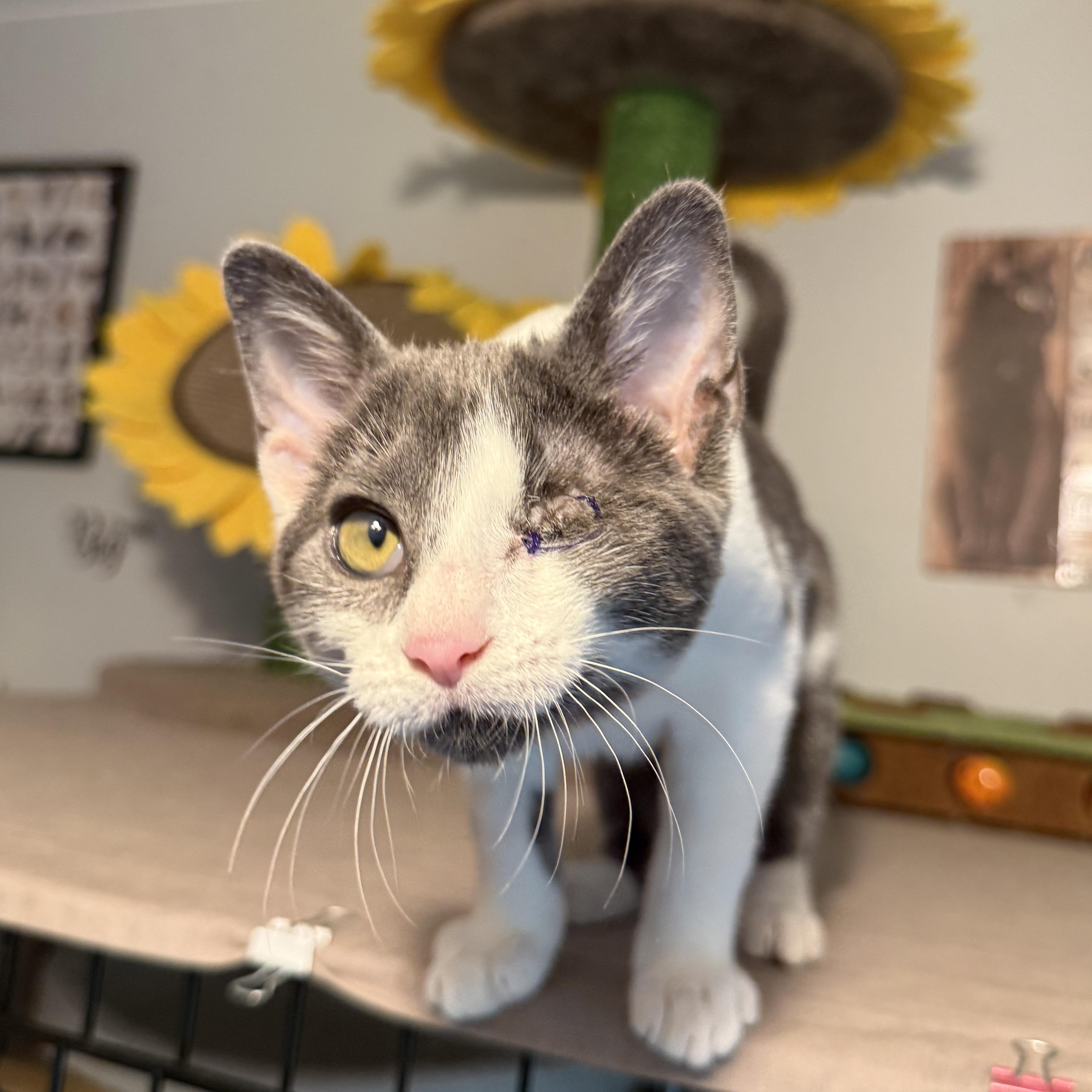 Enlarge Liliana - SO Affectionate, a Adoptable Domestic Short Hair in South Lyon, MI image 5/6