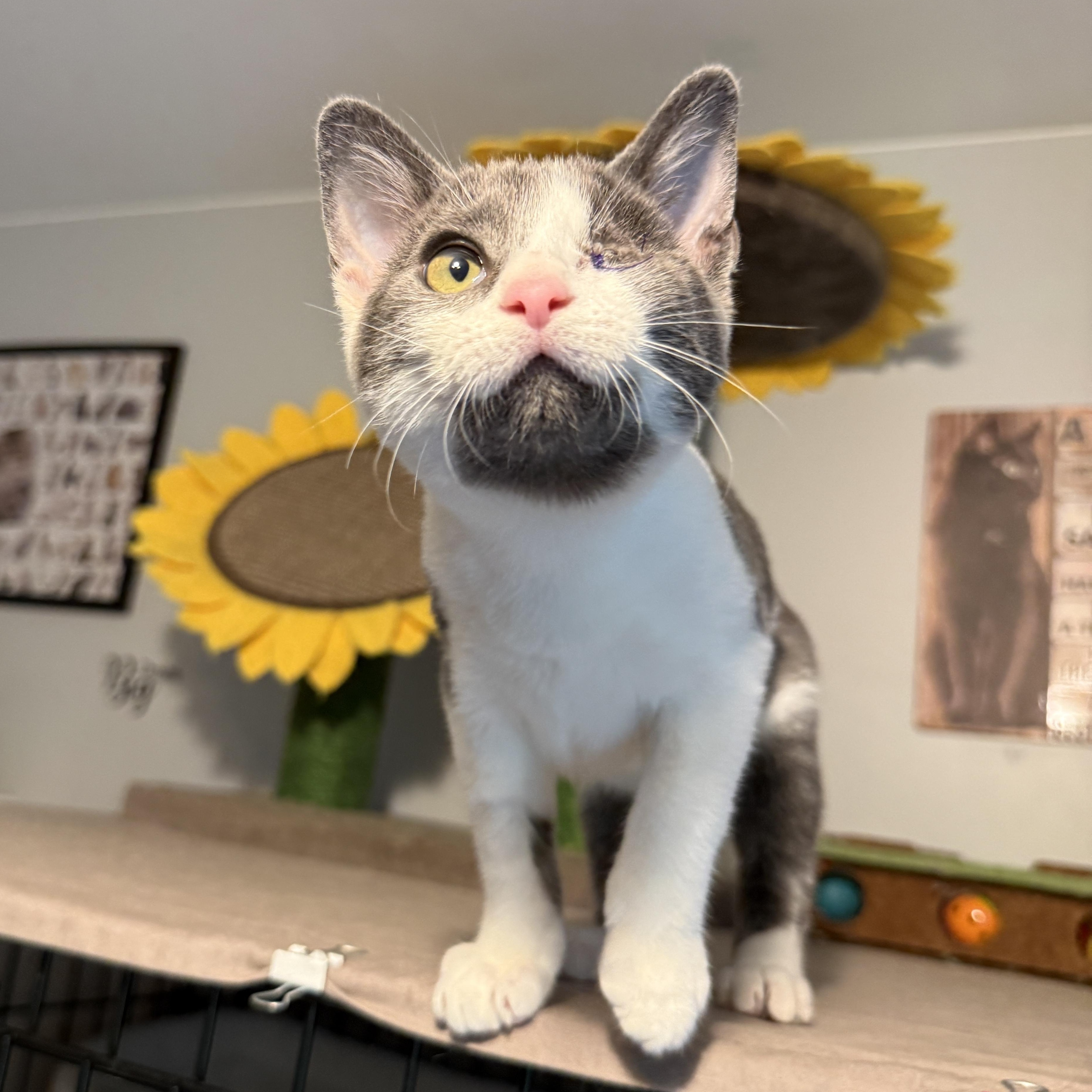 Enlarge Liliana - SO Affectionate, a Adoptable Domestic Short Hair in South Lyon, MI image 4/6