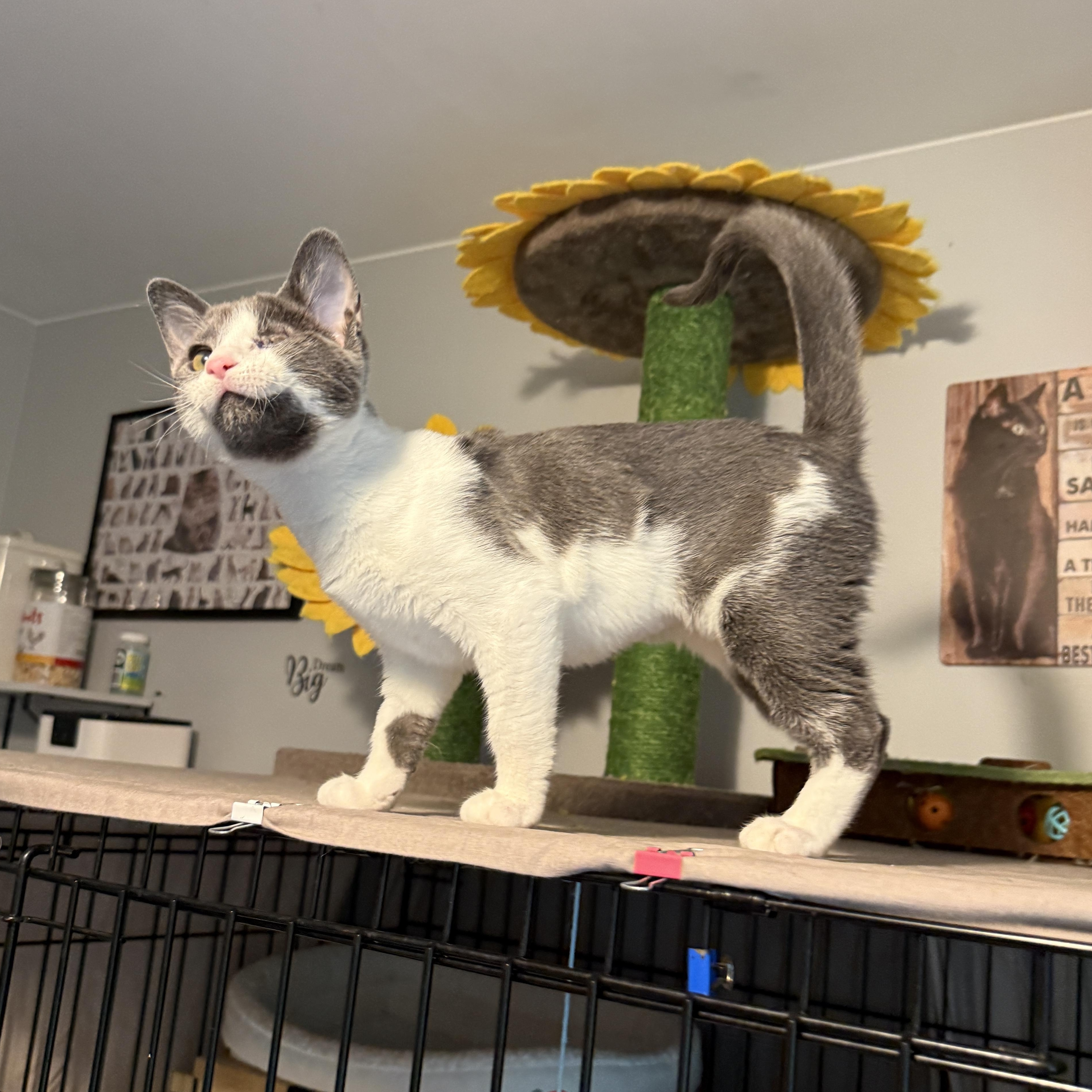 Enlarge Liliana - SO Affectionate, a Adoptable Domestic Short Hair in South Lyon, MI image 2/6