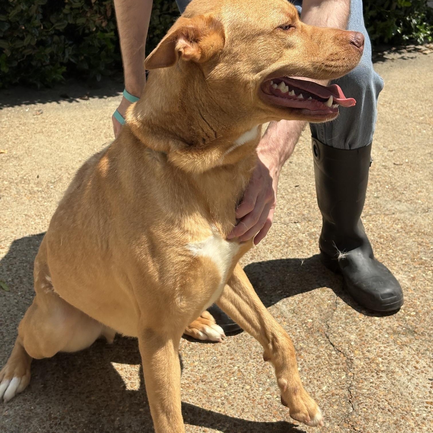 Blue Steele, a ADOPTABLE mixed breed in Brentwood, TN image 2/3