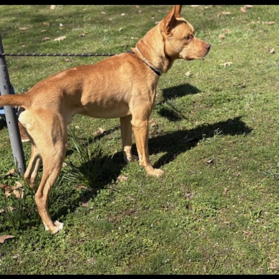 Enlarge Blue Steele, a ADOPTABLE mixed breed in Brentwood, TN image 3/3