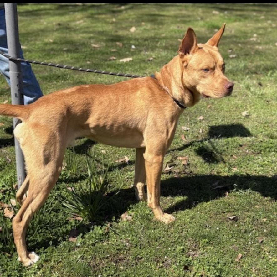 Enlarge Blue Steele, a ADOPTABLE mixed breed in Brentwood, TN image 1/3