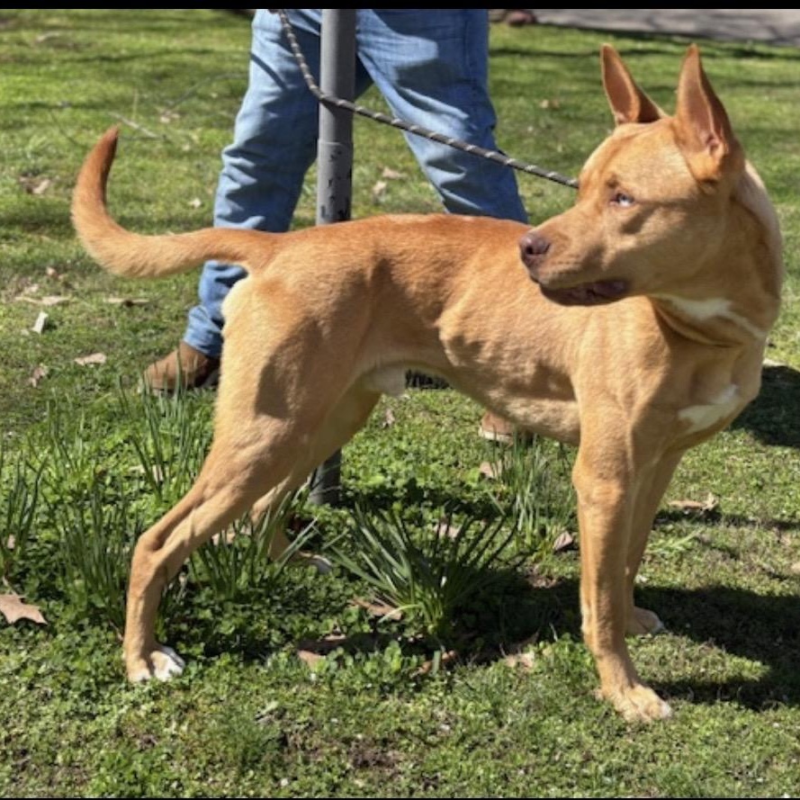 Enlarge Blue Steele, a ADOPTABLE mixed breed in Brentwood, TN image 2/3