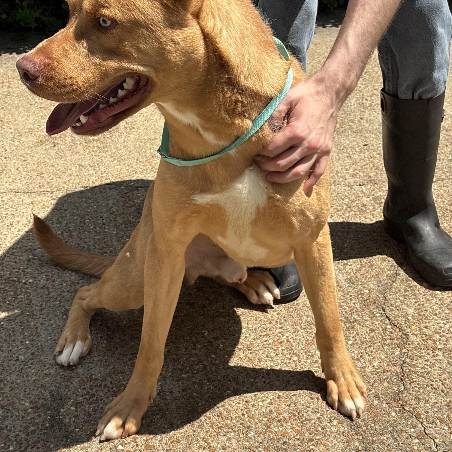 Blue Steele, a ADOPTABLE mixed breed in Brentwood, TN image 3/3