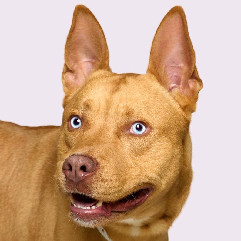 Enlarge Blue Steele, a ADOPTABLE mixed breed in Brentwood, TN image 1/4