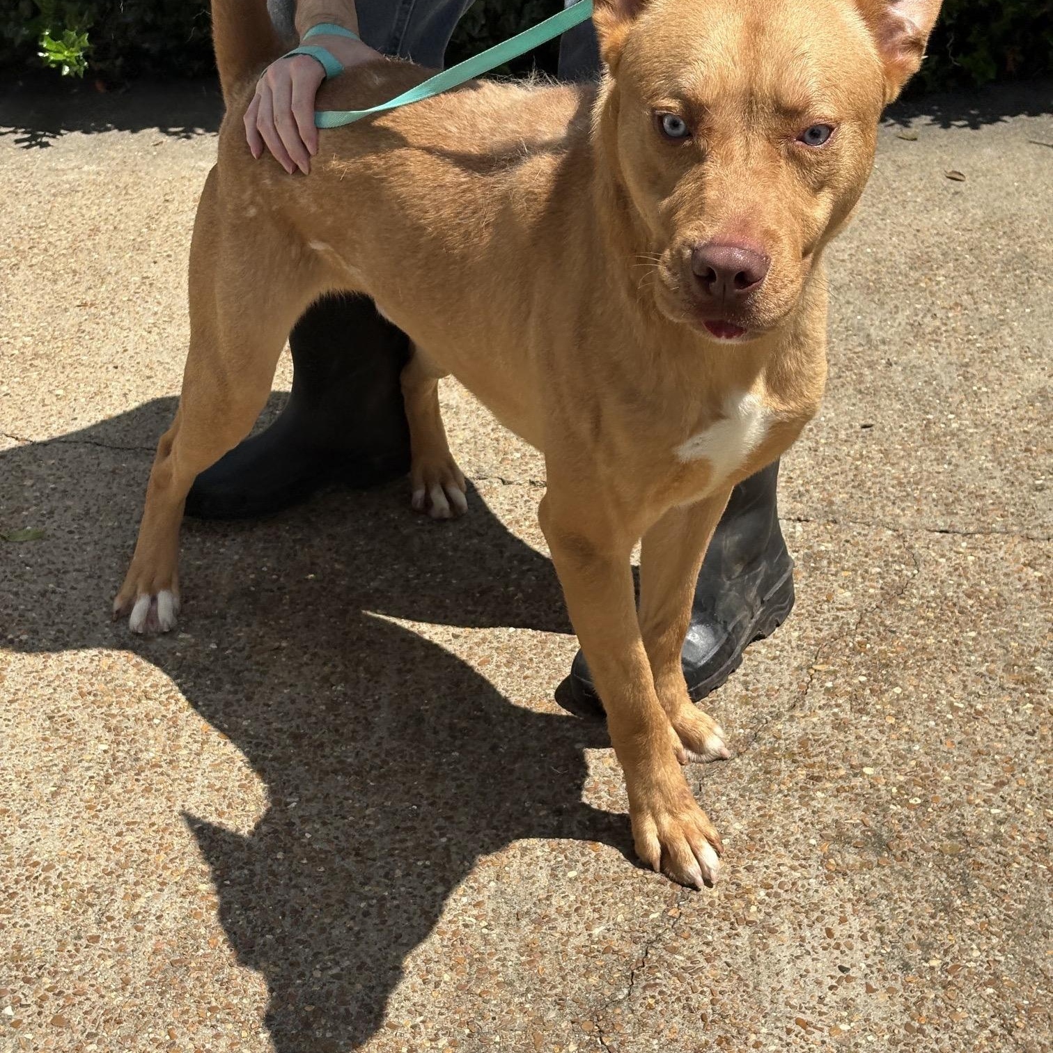 Blue Steele, a ADOPTABLE mixed breed in Brentwood, TN image 1/3