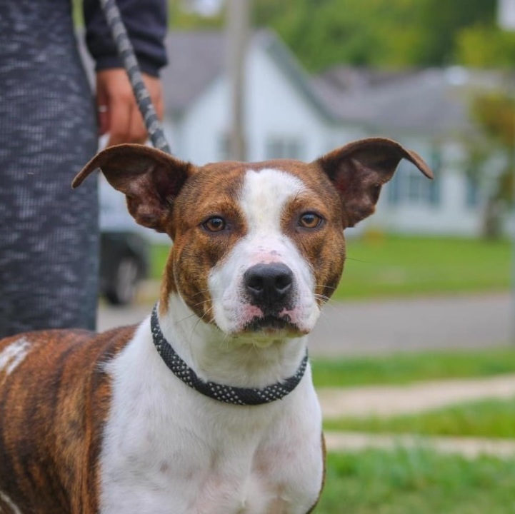 Ziva May, a Adoptable mixed breed in Anderson, IN image 5/5