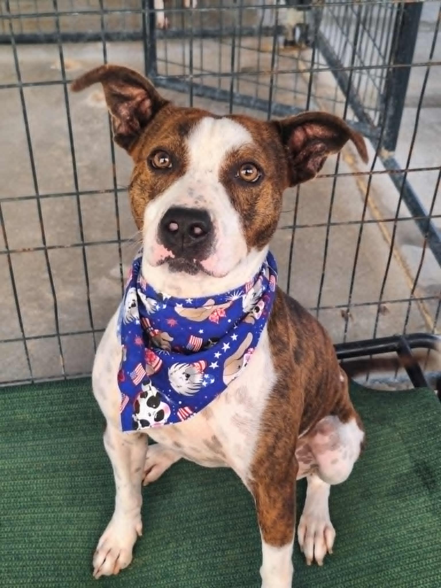 Ziva May, Adoptable, Young Female Boxer.