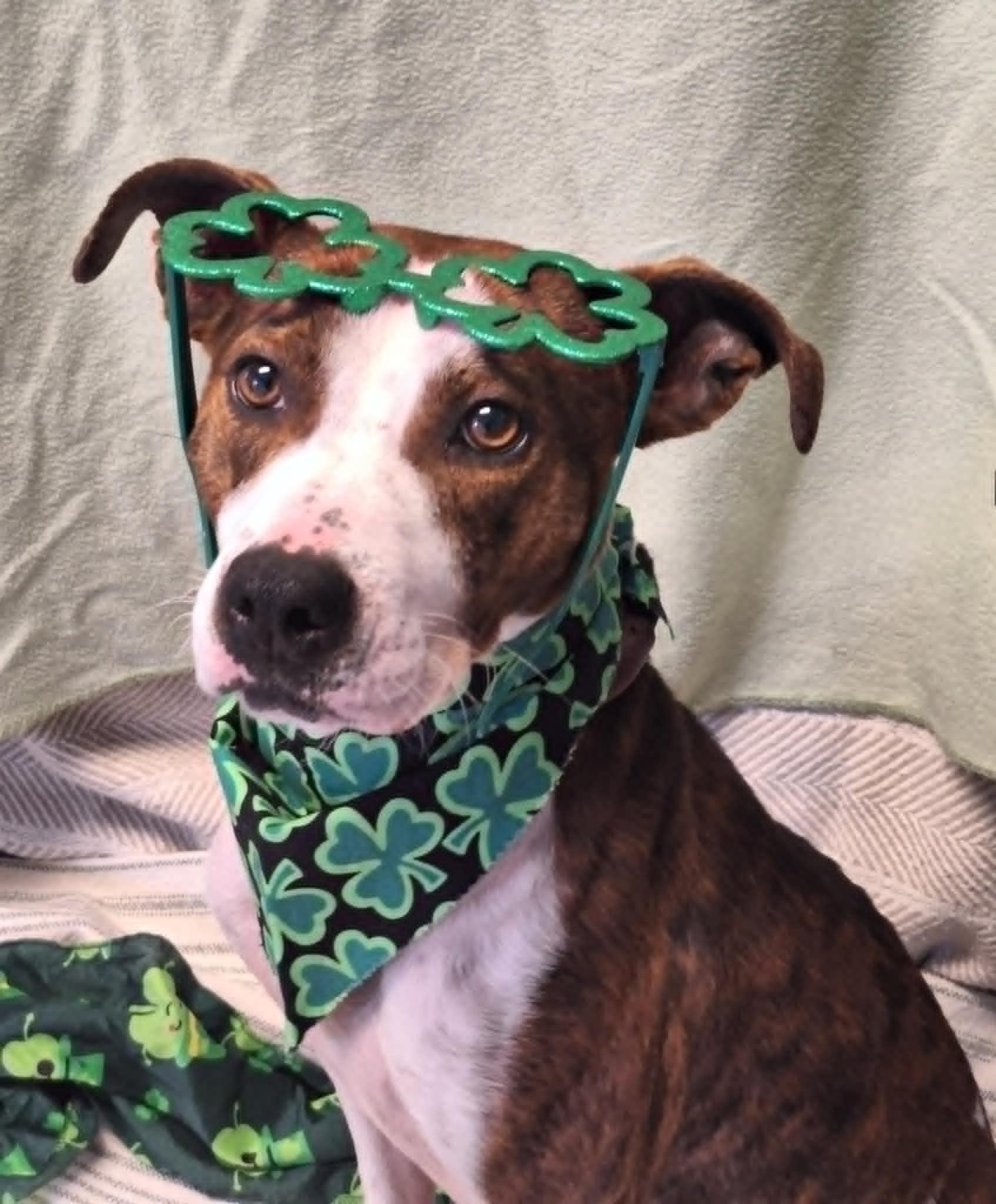 Ziva May, Adoptable, Young Female Boxer.