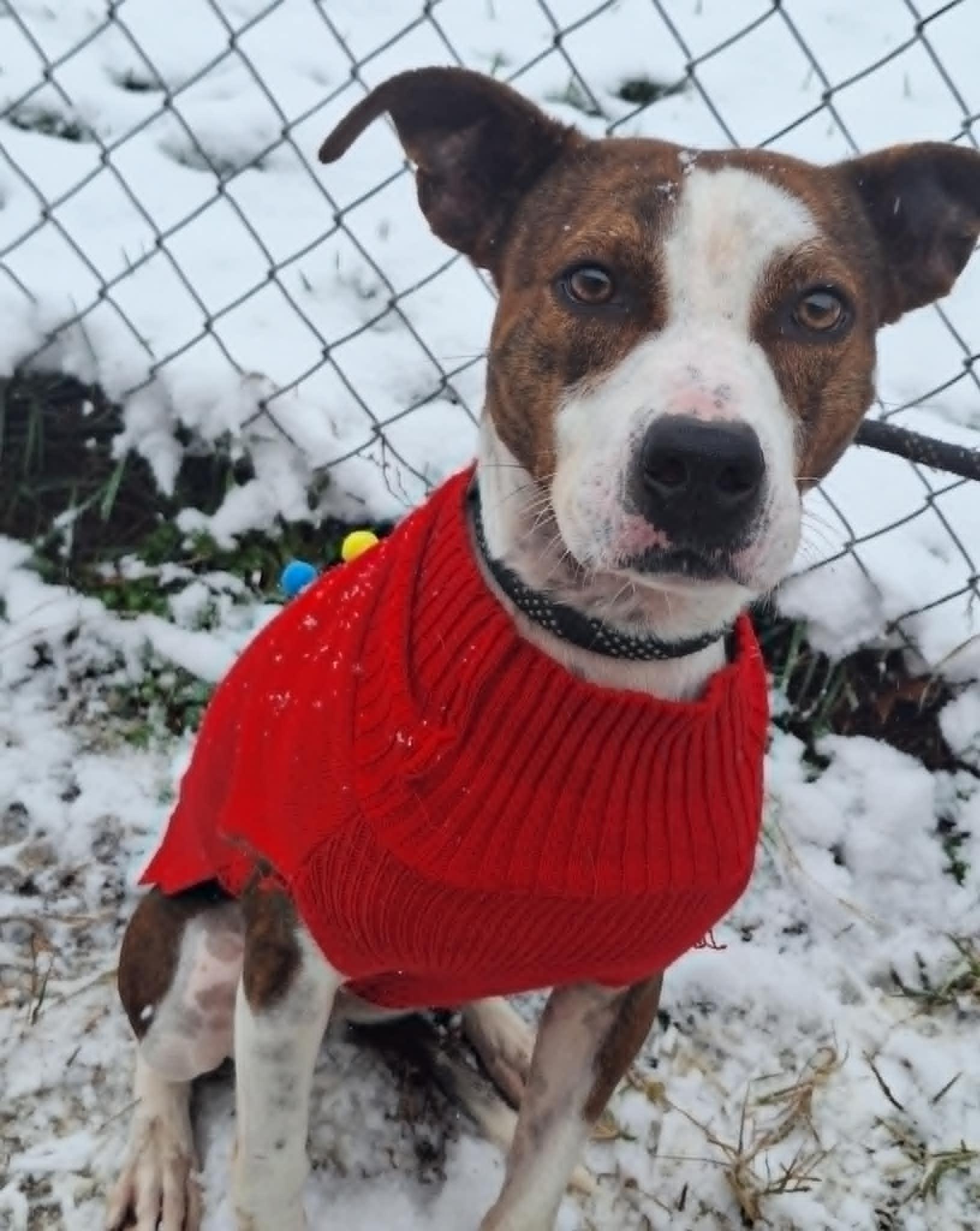 Ziva May, a Adoptable mixed breed in Anderson, IN image 2/5