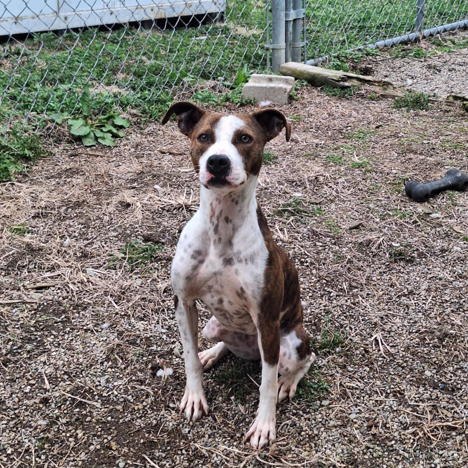 Ziva May, a Adoptable mixed breed in Anderson, IN image 3/5