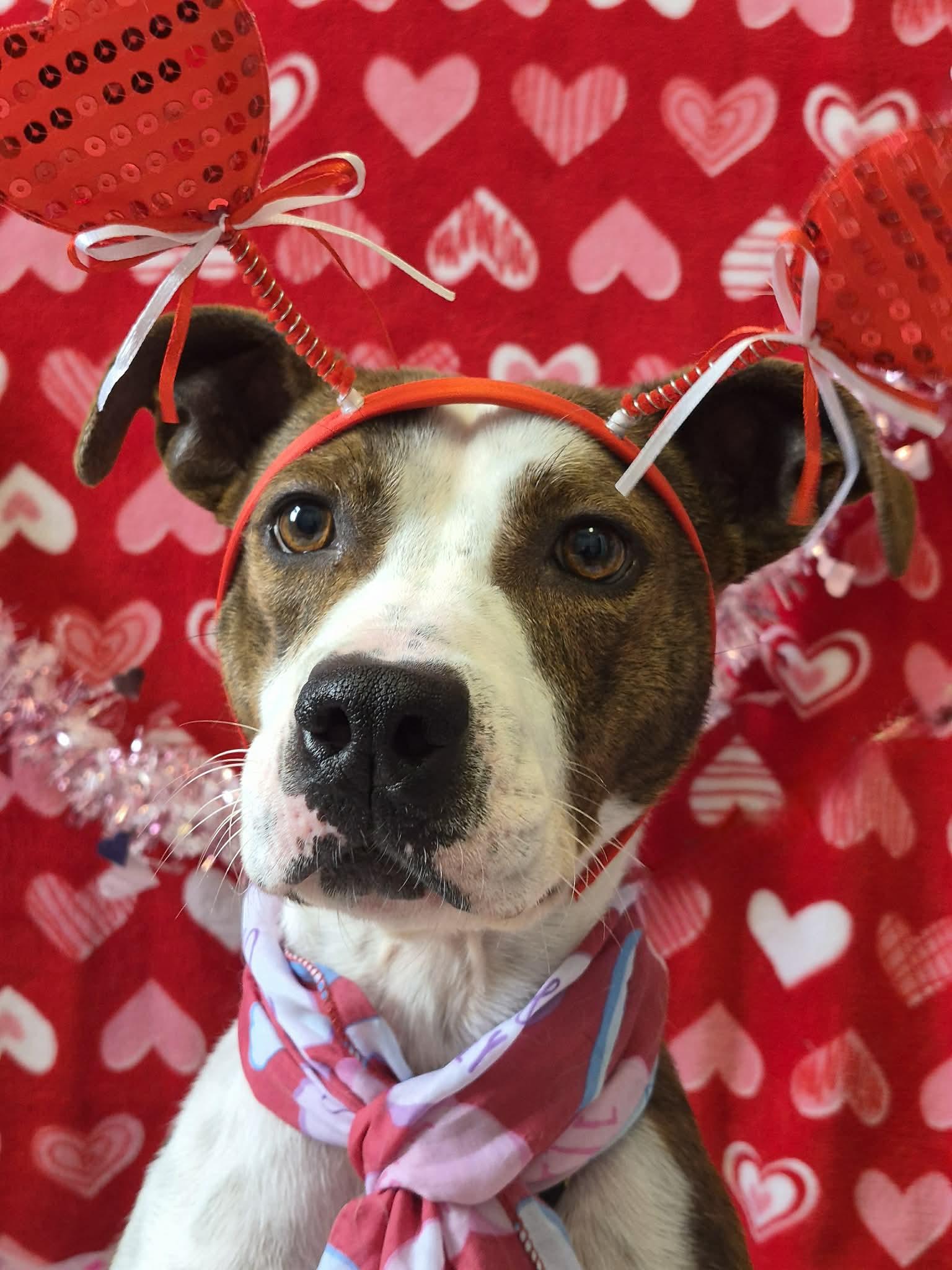 Ziva May, Adoptable, Young Female Boxer.