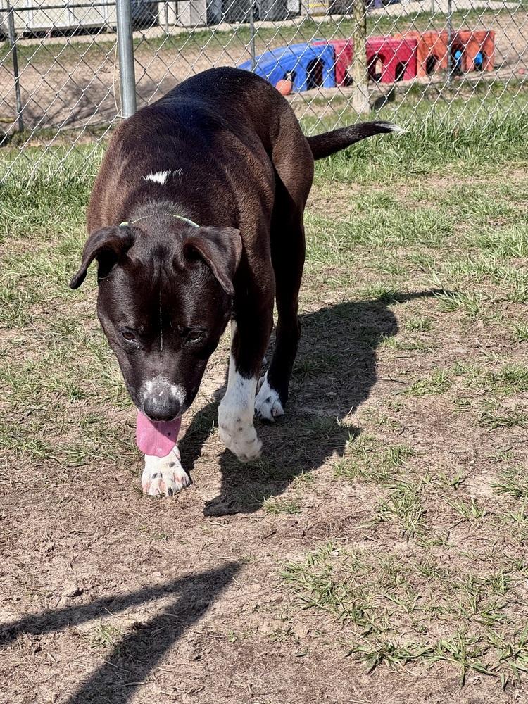 Enlarge Cedar, a Adoptable mixed breed in Kalamazoo, MI image 1/6