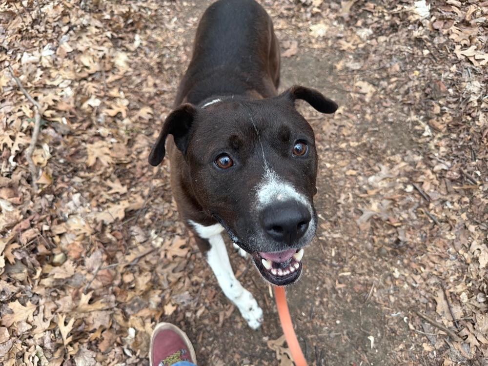Enlarge Cedar, a Adoptable mixed breed in Kalamazoo, MI image 2/6