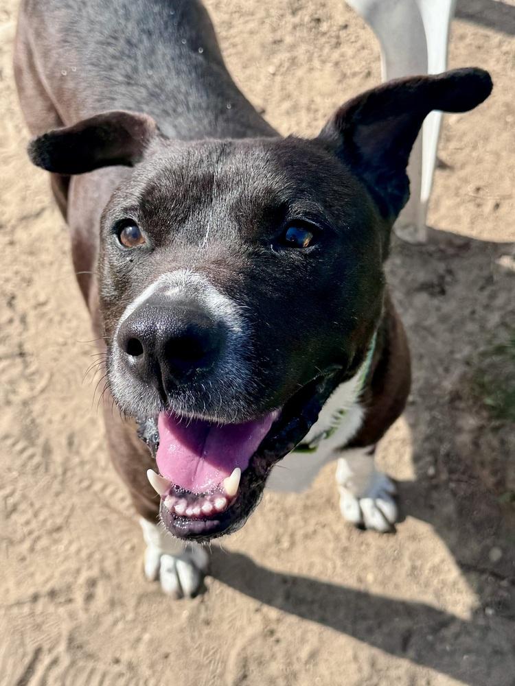 Enlarge Cedar, a Adoptable mixed breed in Kalamazoo, MI image 3/6