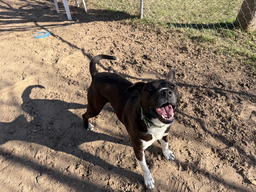 Enlarge Cedar, a Adoptable mixed breed in Kalamazoo, MI image 4/6