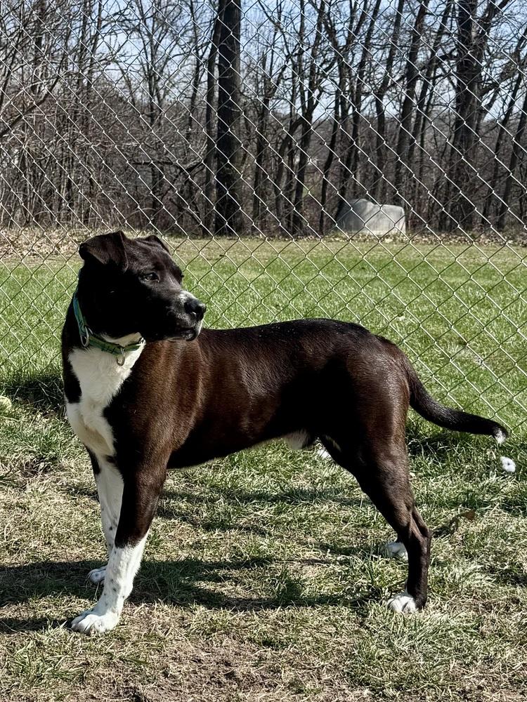 Enlarge Cedar, a Adoptable mixed breed in Kalamazoo, MI image 5/6