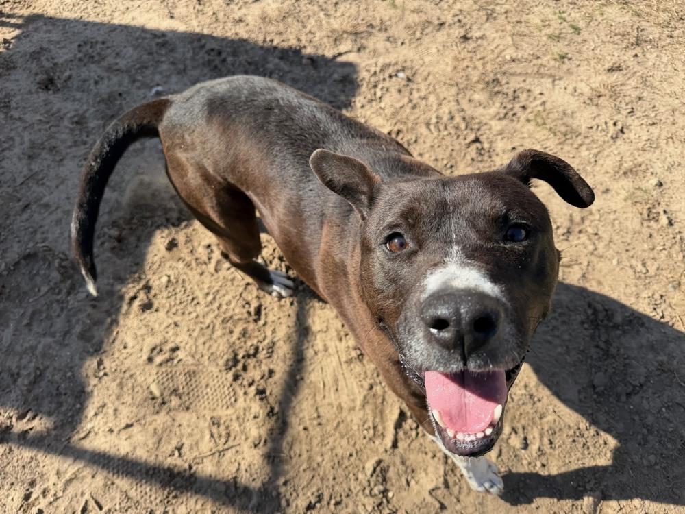 Enlarge Cedar, a Adoptable mixed breed in Kalamazoo, MI image 6/6