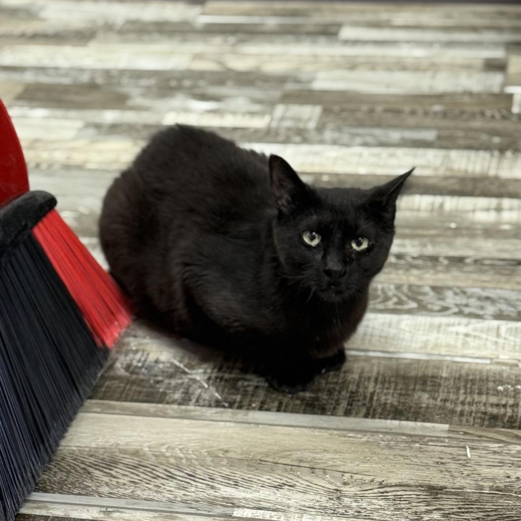 Enlarge Cocoa, a Adoptable Domestic Short Hair in Bloomington, IL image 1/5