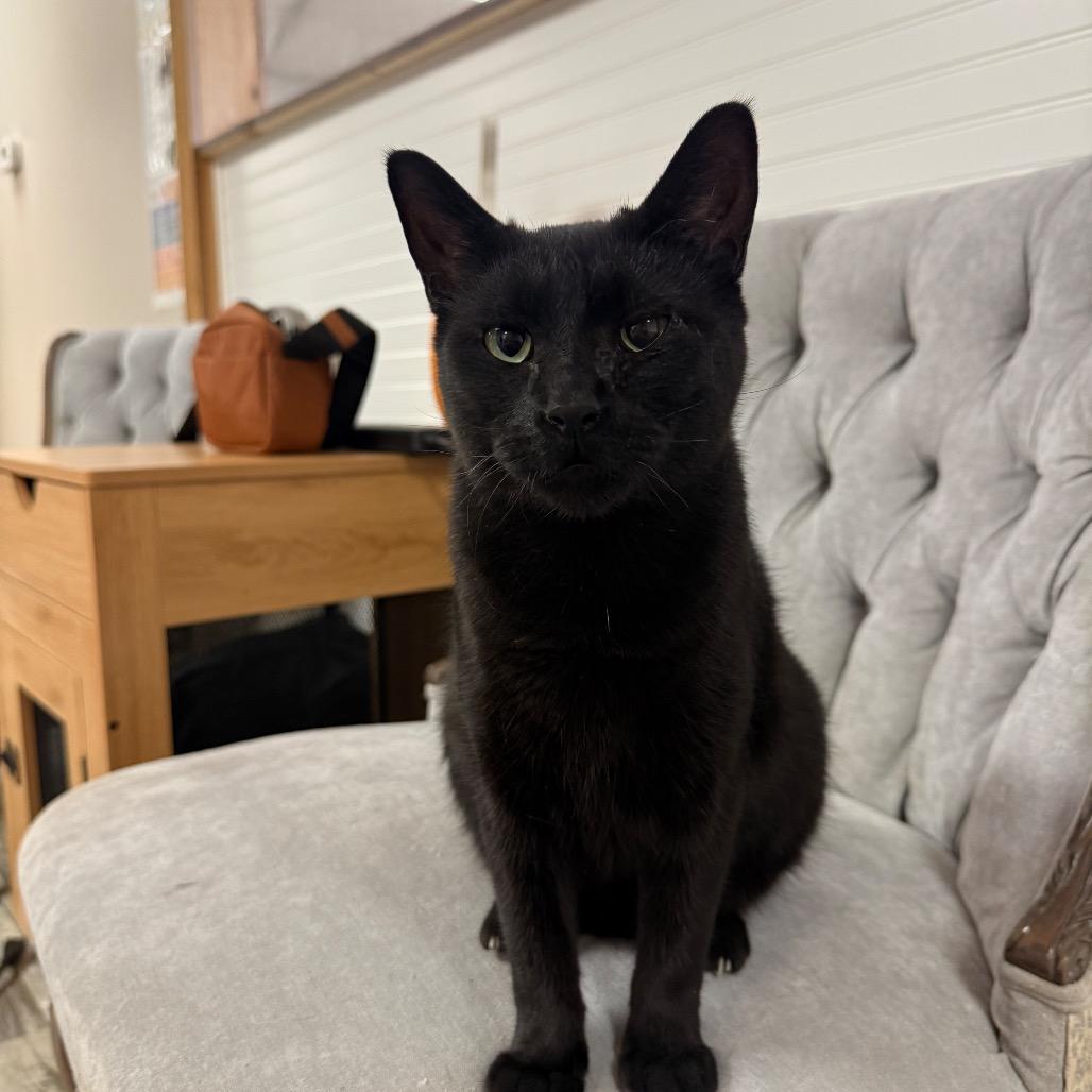 Enlarge Cocoa, a Adoptable Domestic Short Hair in Bloomington, IL image 2/5