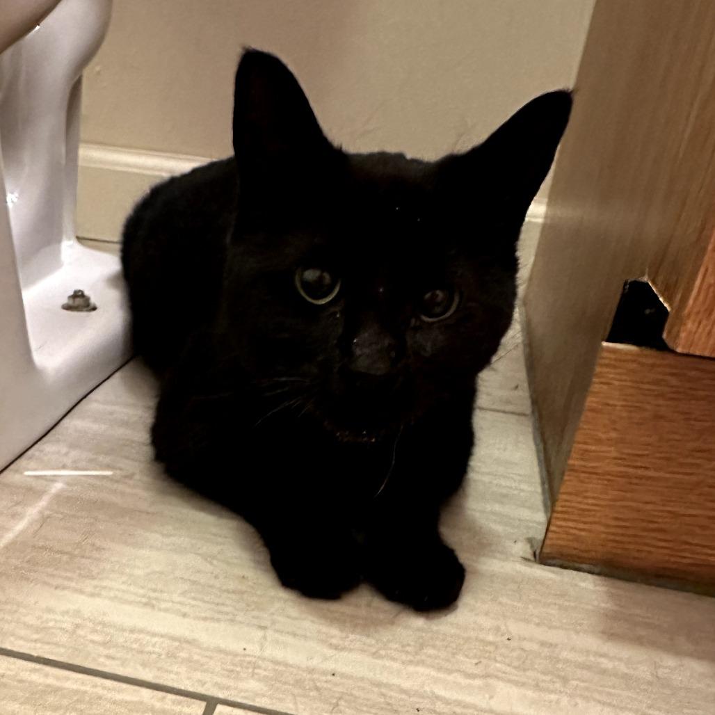 Enlarge Cocoa, a Adoptable Domestic Short Hair in Bloomington, IL image 3/5