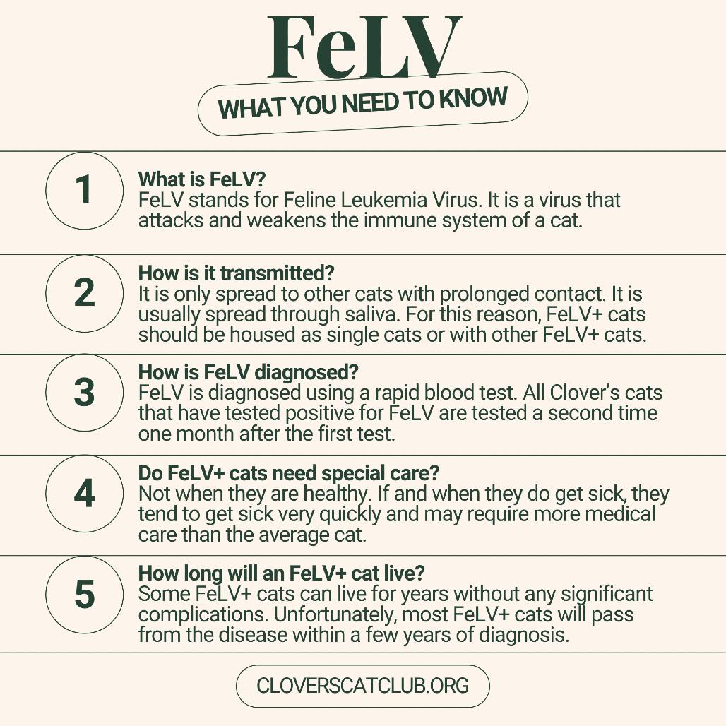 Enlarge Cocoa, a Adoptable Domestic Short Hair in Bloomington, IL image 4/5