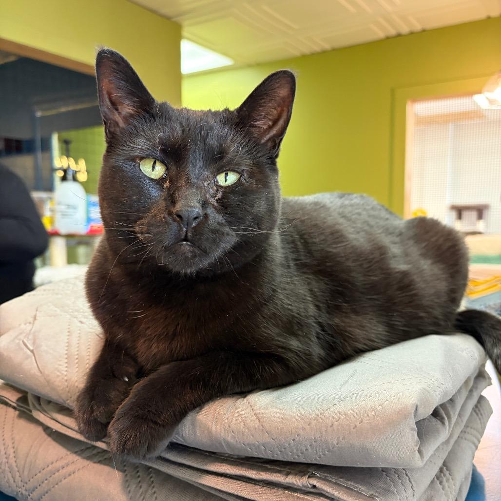 Enlarge Cocoa, a Adoptable Domestic Short Hair in Bloomington, IL image 4/5