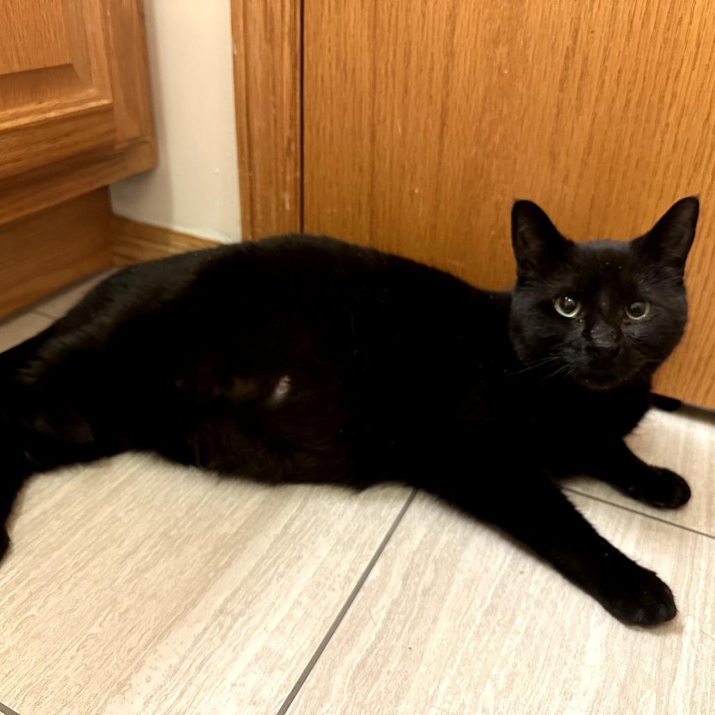 Enlarge Cocoa, a Adoptable Domestic Short Hair in Bloomington, IL image 5/5