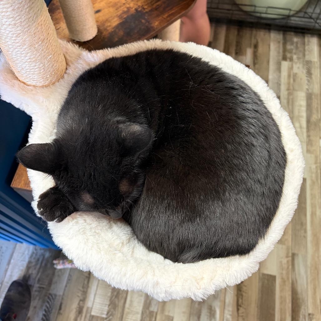 Enlarge Cocoa, a Adoptable Domestic Short Hair in Bloomington, IL image 5/5